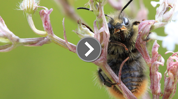 Länk till en film om vad du kan göra för pollinatörer i din trädgård