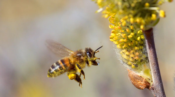 Ett bi svävar framför en gul blomma.