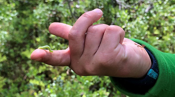 Hand med grön larv på fingret