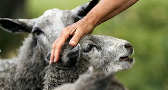 En hand som klappar ett får på huvudet.
