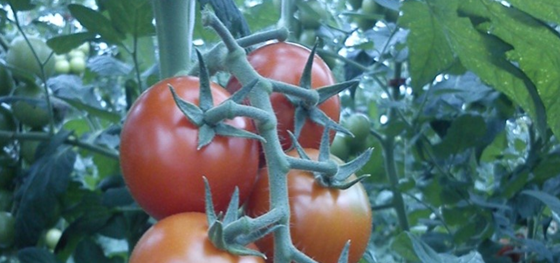 Växande tomater på kvist.