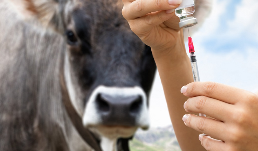 Bild på djur vid vaccination