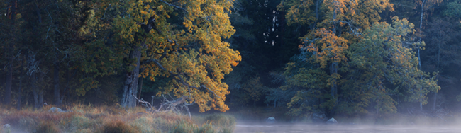 Gamla ekar i höstfärger vid vatten i lätt dimma.