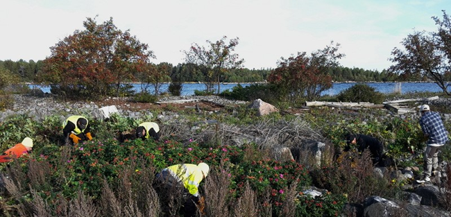 Flera personer som hukar i lågväxt vegetation