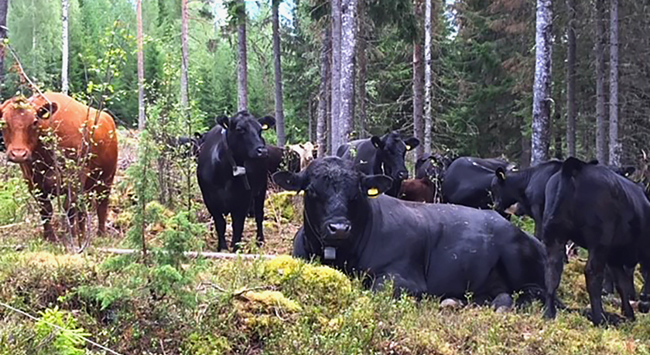 Kor i skogen på bete