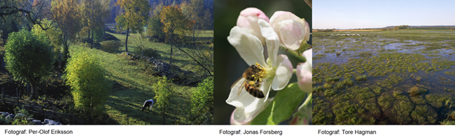 Bildkollage med foton av en betande ko i hagmark, en närbild på ett bi i en fruktträdsblomma samt en våtmark.
