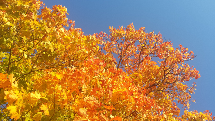 Bild som visar klarblå himmel och en del av en trädkrona (lönn) med höstfärgade gula och orangea löv.