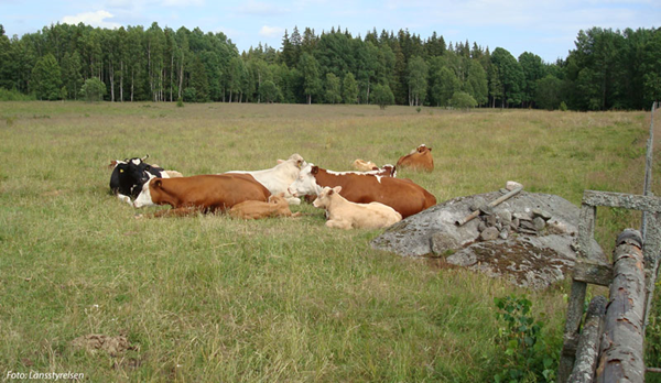 Foto på kor med sina kalvar.