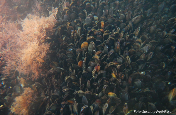 Blåmusslor och rödalger under vattenytan. Foto: Elisabet Wallsten