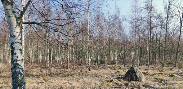 Igenväxt betesmark med björkar i Kuggeboda.