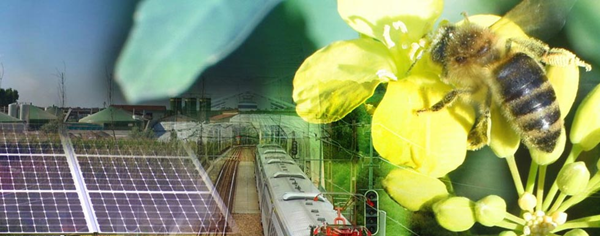 Fotokollage med solceller, biogasanläggning, tåg, rapsblomma som pollineras av ett bi.