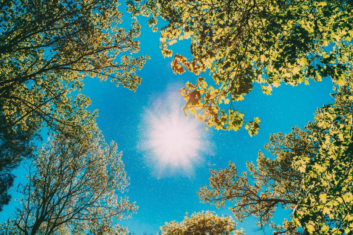 Foto tagit rakt upp mot blå himmel och strålande sol med lövträd runt om.