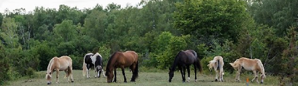 Betande hästar på naturbetesmark.