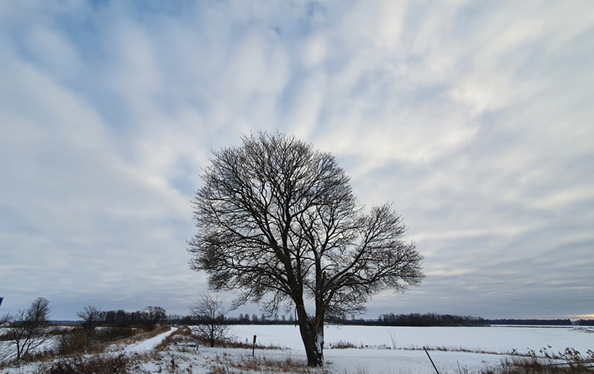 Ett stort träd i fokus i ett snöigt vinterlandskap vid Kvismaren
