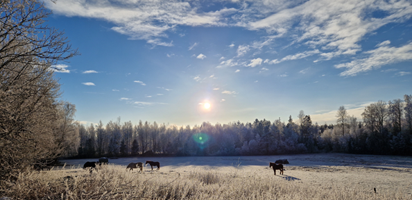 Utsikt över en hästhage med angränsade skog i vit frost. En klar decemberdag när solen knappt når upp över träden.