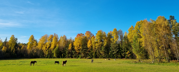 Utsikt över hästhagen där gräset är betat och höstfärgade träd står i utkanten.
