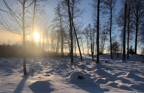 En solnedgång över ett snötäckt glesare skogsområde