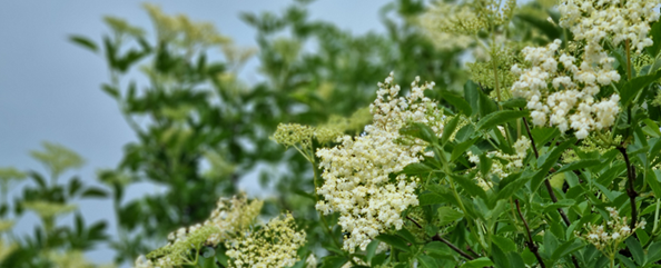 Fläderbuske med blommor mot en mörkblå sommarhimmel