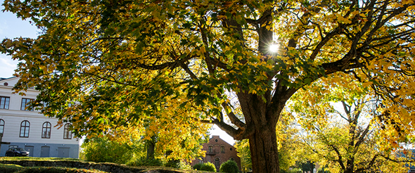 Foto på ett träd med gula löv i Skolparken.