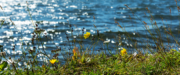 Foto på en sjö och sommarblommor.