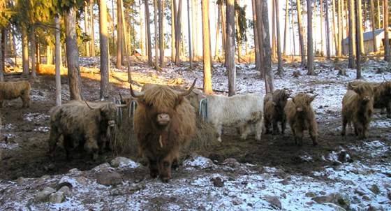 Långhåriga kossor på naturbete i skog. Foto P Levenskog.