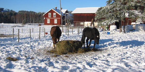 Hästar med höbal på snötäckt mark. Lada och hus.