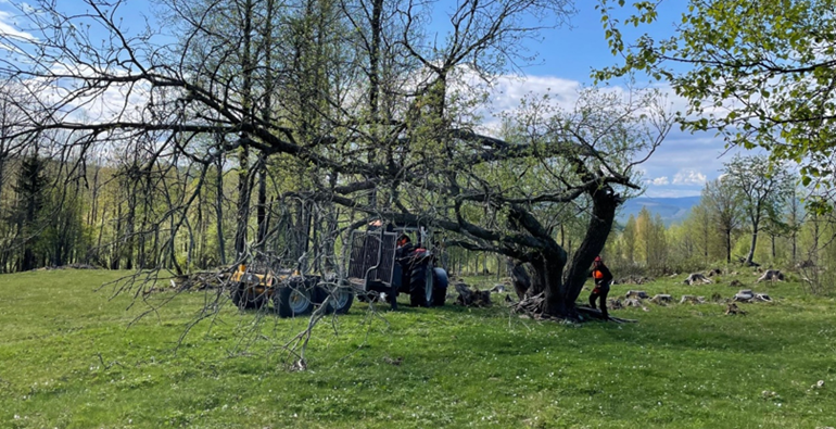 Avbrutet träd, traktor, människa, ute, grönt.