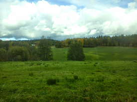 Syntolkning av bild: Gröna ängar med skog i bakgrunden. Fotograf: Håkan Andersson.