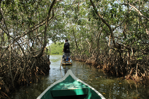 Mangrove in Colombia