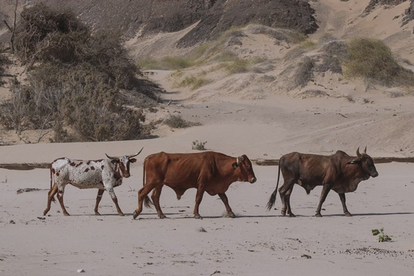 Cattle in Namibia