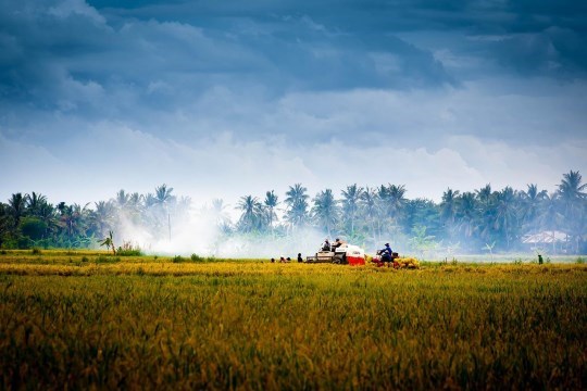 Vietnamese farmers