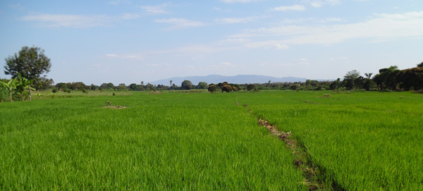 Traditional rice plantation in Tanzania